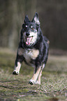 old Border-Collie-Shepherd