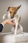 Fox-Terrier-Chihuahua gives paw