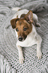 lying Fox-Terrier-Chihuahua