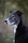 old Labrador-Shepherd