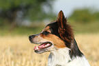 Jack-Russell-Mongrel portrait