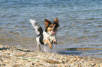 running Jack-Russell-Mongrel