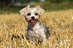 sitting Maltese-Yorkshire