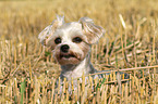 Maltese-Yorkshire Portrait