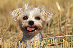 Maltese-Yorkshire Portrait