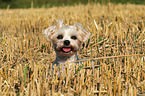 Maltese-Yorkshire Portrait