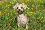 sitting Maltese-Yorkshire