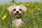 Maltese-Yorkshire Portrait