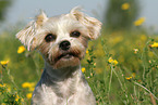 Maltese-Yorkshire Portrait