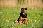 sitting Rottweiler-Shepherd