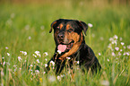 Rottweiler-Shepherd Portrait