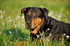 lying Rottweiler-Shepherd