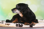 old Dachshund-Mongrel