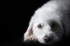 Maltese-Mongrel Portrait