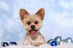 lying Shih-Tzu-Yorkshire-Terrier