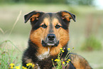 Bernese-Mountain-Dog-Shepherd Portrait