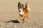 running Border-Collie-Mongrel