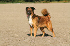 standing Border-Collie-Mongel