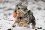 Terrier-Mongrel in snow