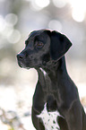 Labrador-Dalmatian-Mongrel Portrait