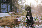 sitting Labrador-Dalmatian-Mongrel