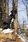 sitting Labrador-Dalmatian-Mongrel