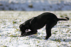 running Labrador-Dalmatian-Mongrel