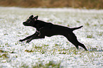 running Labrador-Dalmatian-Mongrel