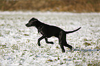 running Labrador-Dalmatian-Mongrel