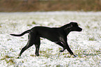 running Labrador-Dalmatian-Mongrel