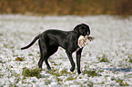 Labrador-Dalmatian-Mongrel