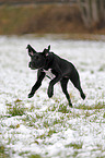 running Labrador-Dalmatian-Mongrel