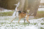 running Malinois-Boxer-Mongrel