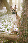 Malinois-Boxer-Mongrel