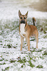 Malinois-Boxer-Mongrel