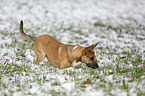 playing Malinois-Boxer-Mongrel