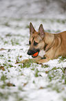 lying Malinois-Boxer-Mongrel