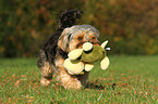 playing Yorkshire-Terrier-Mongrel