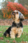 sitting Yorkshire-Terrier-Mongrel