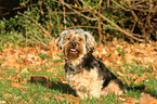 sitting Yorkshire-Terrier-Mongrel