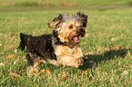 running Yorkshire-Terrier-Mongrel