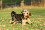 running Yorkshire-Terrier-Mongrel