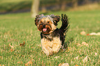 running Yorkshire-Terrier-Mongrel