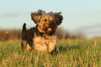 running Yorkshire-Terrier-Mongrel