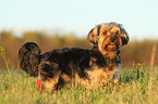 standing Yorkshire-Terrier-Mongrel