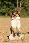 begging Jack-Russell-Terrier-Mongrel