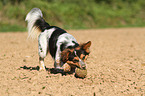 playing Jack-Russell-Terrier-Mongrel