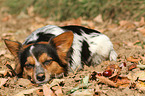 sleeping Jack-Russell-Terrier-Mongrel