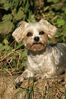 lying Yorkshire-Terrier-Maltese