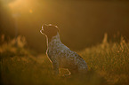 sitting Frensh-Bulldog-Pointer